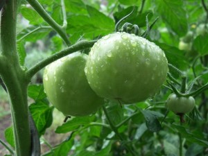 garden-summer-rain-2-1329604-640x480
